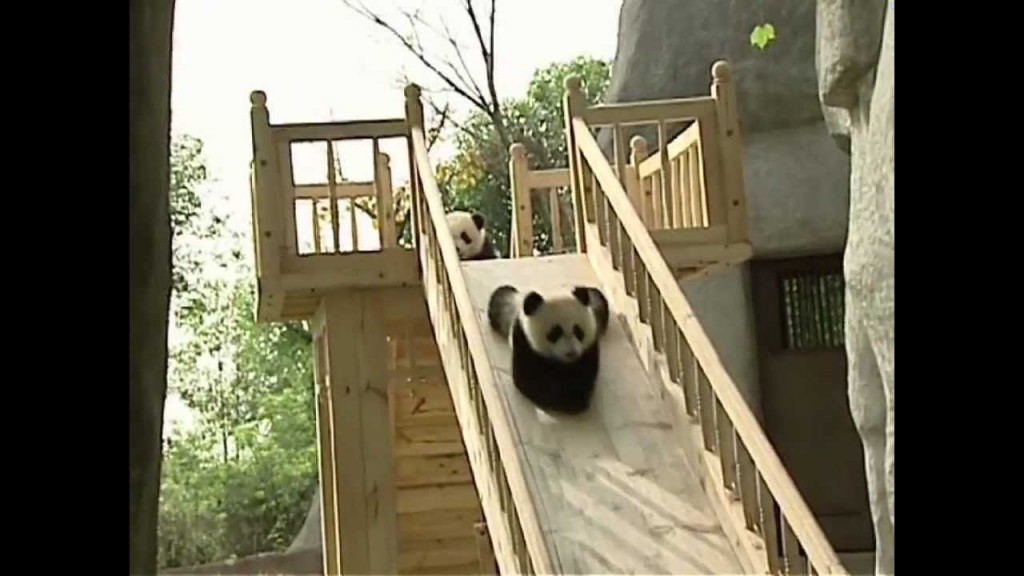 Baby Pandas auf der Rutsche | Tiervideos